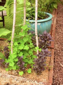 Basil Ocimum basilicum Purple Opal