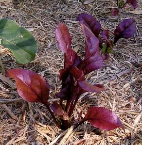 Beetroot 'McGregor's Favourite'