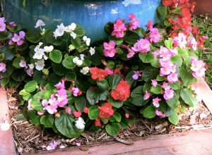 Bedding begonia, Begonia semperflorens