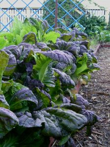 mustard, Brassica juncea Osaka Purple