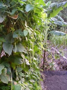 Snake bean, Vigna ungulata