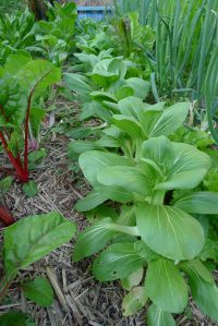 Bok choi, Brassica rapa Chinensis group 'Chokito'