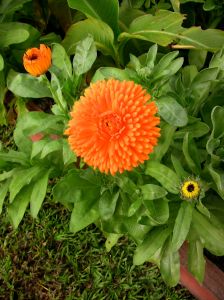 Pot marigold, Calendula officinalis
