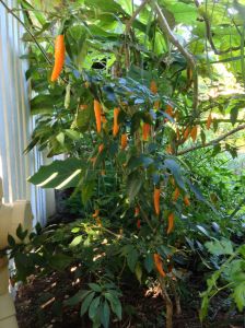 Chilli, Capsicum annuum 'Siam Gold'