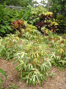 Cassava, aka tapioca, Manihot esculenta 'Variegatum'