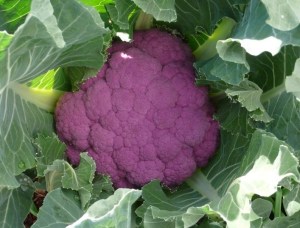 cauliflower, Brassica oleracea 'Purple Sicilian'