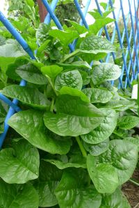 Ceylon spinach, Basella alba