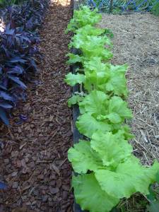 Chinese cabbage, Brassica rapa var. pekinensis 'Tokyo Bekana'