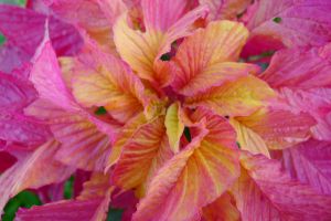 Chinese spinach, Amaranthus tricolor 'Flying Colours'