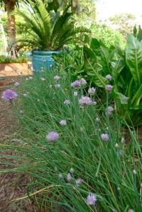 chives, Allium schoenoprasum