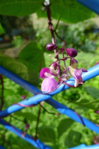climbing bean, Phaseolus vulgaris Purple King