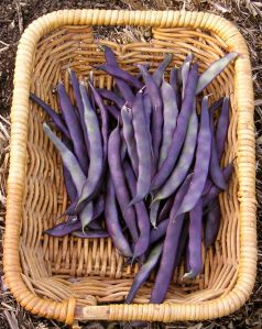 climbing bean, Phaseolus vulgaris Purple King
