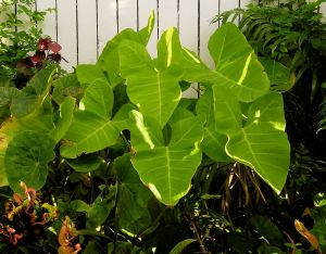 Cocoyam, Xanthosoma saggitifolia Lime Zinger