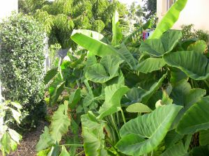 Cocoyam, Xanthosoma saggitifolia