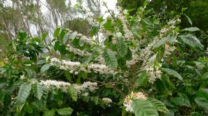 Coffee, Coffea arabica 'First Fleet'