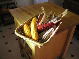 corn Red Aztec, Manning Pride (golden), Anasazi (speckled)