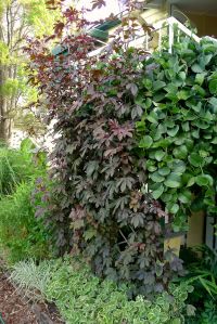 Cranberry hibiscus, Hibiscus acetosella