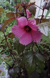 Cranberry hibiscus, Hibiscus acetosella