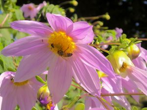 Honeybee and stingless bee co-working Dahlia imperialis