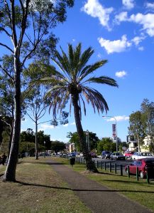 Date palm Phoenix dactylifera