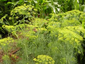 dill Anethum graveolens
