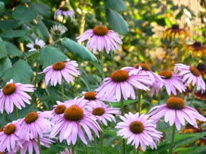 Echinacea purpurea