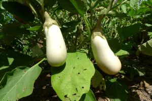 Eggplant, Solanum melongena 'Caspar'