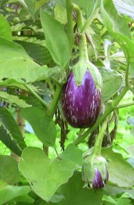 eggplant Solanum melongena 'Listada de Gandia'