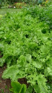 Endive, Cichorium endivia 'Green Curled'