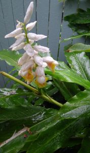false cardamon, Alpinia nutans