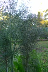 Fennel, Foeniculum vulgare 'Purpureum'