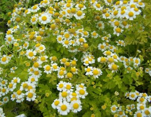Feverfew, Chrysanthemum parthenium