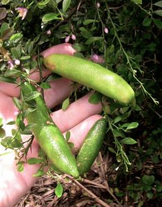 finger lime Citrus australasica