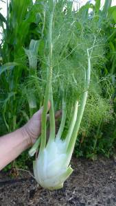 Florence fennel, Foeniculum vulgare Azoricum Group 'Zefa-Fino'