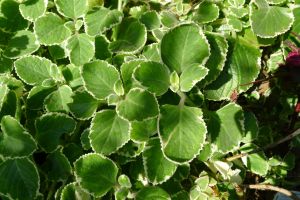 Four Seasons herb, Plectranthus amboinicus 'Variegatus'