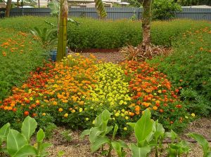 French marigold, Tagetes patula