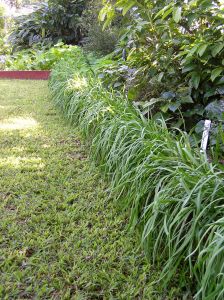 garlic chives Allium tuberosum