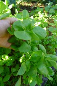 Golden purslane, Portulaca oleracea var. sativa