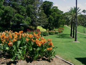 heritage Canna x orchioides Roma Street