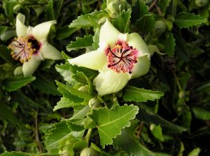 Philip Island hibiscus, Hibiscus insularis