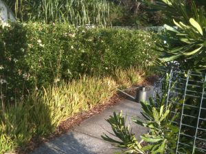 Philip Island hibiscus, Hibiscus insularis