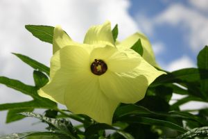 Hibiscus/ Island spinach, Abelmoschus manihot