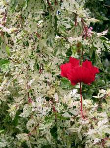 Hibiscus 'Snow Queen' . All Hibiscus flowers can be made into tea