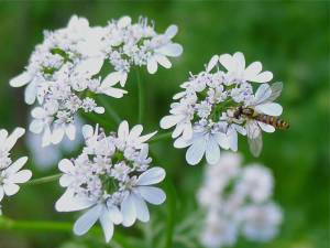 Coriander, Coriandrum sativum