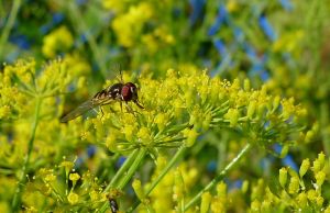 Blooming mizuna, Brassica juncea var. japonica 'Red'