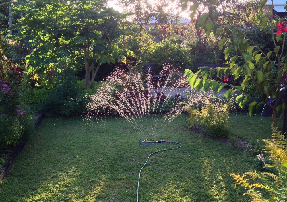 Bellis food uses 1/9 the average water used to grow food