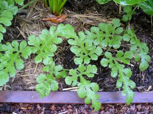 Jam melon, Cucumis melo