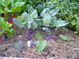 Kohl rabi, Brassica oleracea 'Purple Vienna'