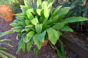 Krachai, Boesenbergia rotundifolia