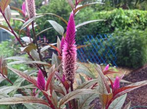 Lagos spinach, Celosia cristata